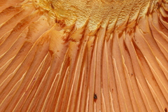 Gymnopilus ventricosus image