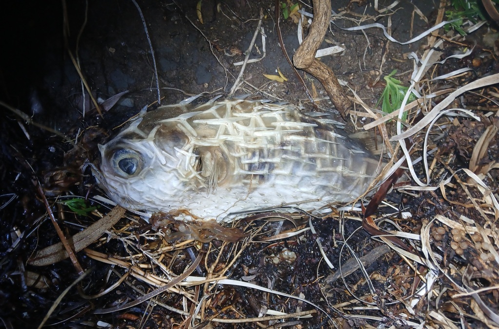 Deepwater Burrfish from Adelaide SA, Australia on October 1, 2025 at 09 ...