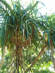 Pandanus utilis