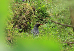 Turdus plumbeus