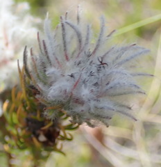 Phylica meyeri