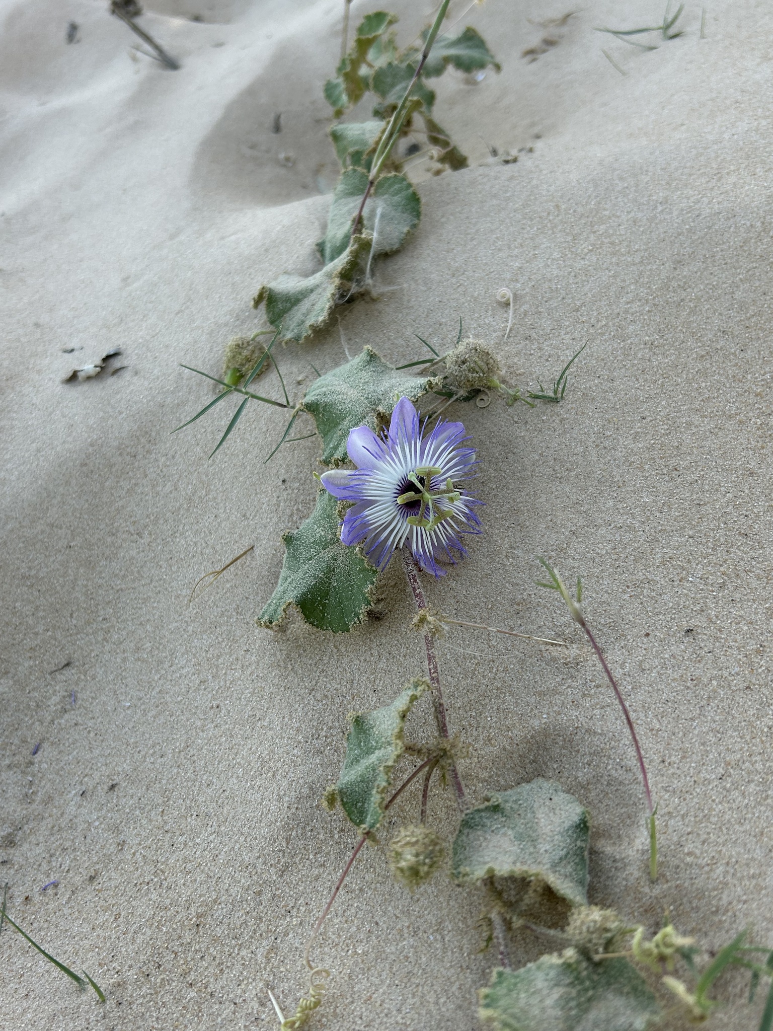 Passiflora foetida