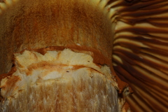 Gymnopilus ventricosus image