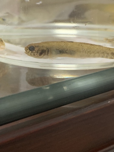 Mugilogobius myxodermus