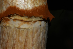 Gymnopilus ventricosus image