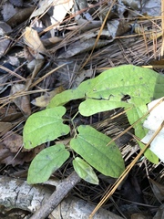 Endodeca serpentaria