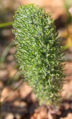 Eriospermum paradoxum