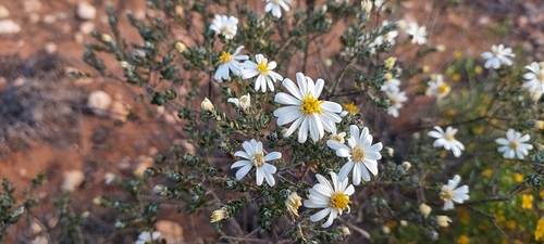Showy Daisy-bush