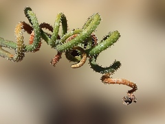 Albuca viscosa