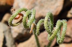 Albuca viscosa