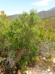Phylica paniculata