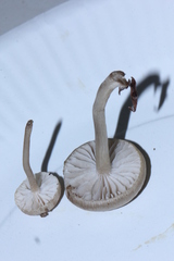 Gamundia striatula