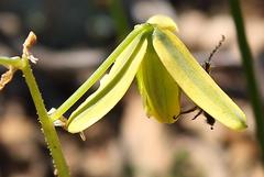 Albuca viscosa