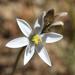 Ornithogalum hispidum - Photo (c) Marion Maclean,  זכויות יוצרים חלקיות (CC BY-NC), uploaded by Marion Maclean
