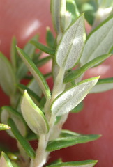 Phylica paniculata
