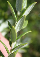 Phylica paniculata