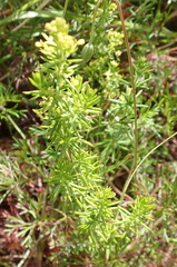 Galium capense