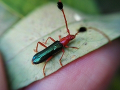 Compsocerus violaceus