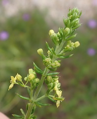 Galium capense