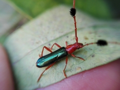 Compsocerus violaceus