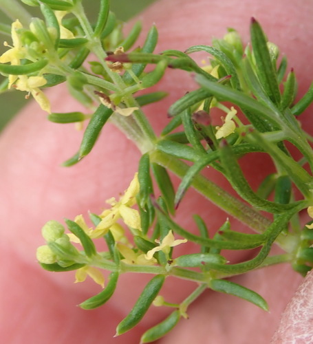 Image of Galium capense by (c) Nicola van Berkel, some rights reserved (CC BY-SA)