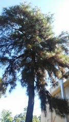 Pinus occidentalis