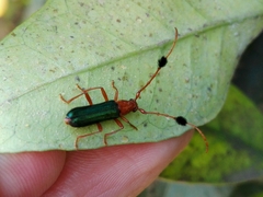 Compsocerus violaceus