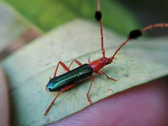 Compsocerus violaceus