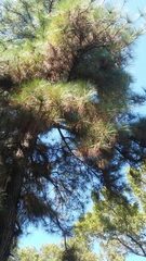 Pinus occidentalis