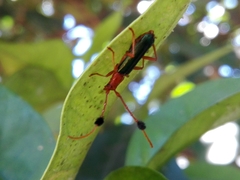 Compsocerus violaceus