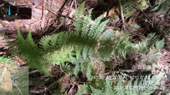Dryopteris paleolata, photograph (c) 謝麗霦, some rights reserved (CC BY)
