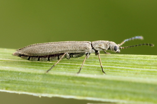 Siaurakūnis pievavabalis nuotrauka