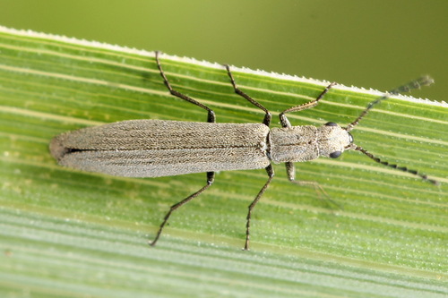 Siaurakūnis pievavabalis nuotrauka