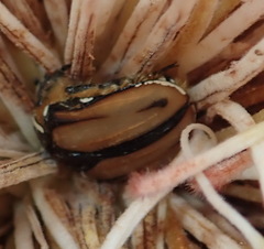 Trichostetha signata