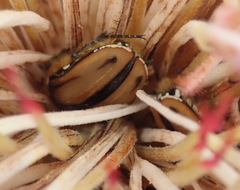 Trichostetha signata