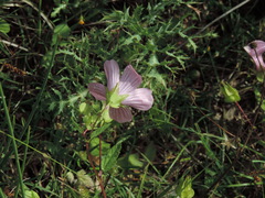 Malope malacoides