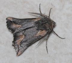 Drepanogynis anthracinata