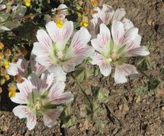 Anisodontea dissecta