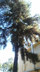 Pinus occidentalis