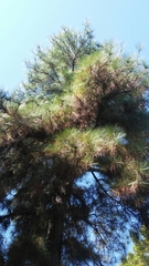 Pinus occidentalis