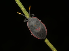 Dinidor impicticollis