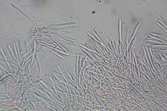 Chlorociboria aeruginascens image