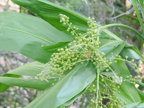 Giant palm-lily (Cordyline manners-suttoniae)