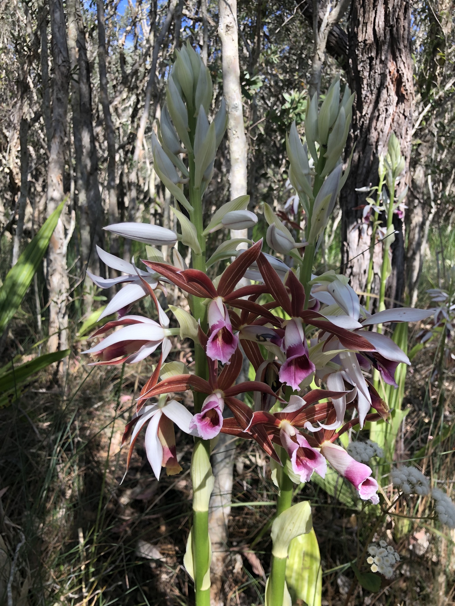 Lesser Swamp-Orchid (Phaius australis)