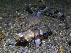 Synchiropus