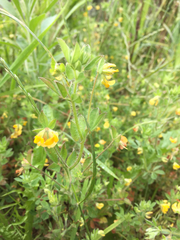 Lotus suaveolens