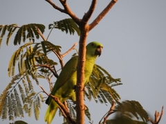 Amazona auropalliata