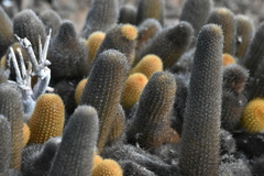 Brachycereus nesioticus