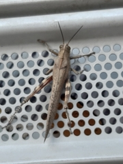 Anacridium aegyptium