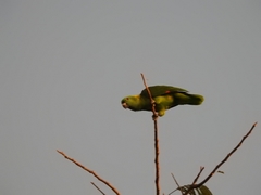 Amazona auropalliata